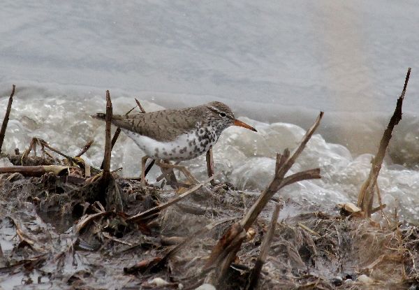 Actitis macularius image