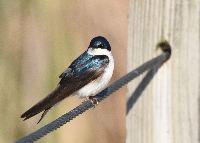 Tachycineta bicolor image
