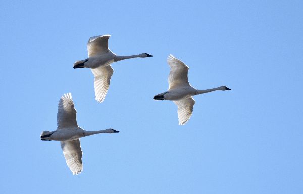Cygnus columbianus image
