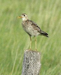 Bartramia longicauda image