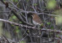 Catharus fuscescens image