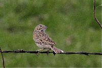 Pooecetes gramineus image