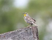 Image of Sturnella neglecta