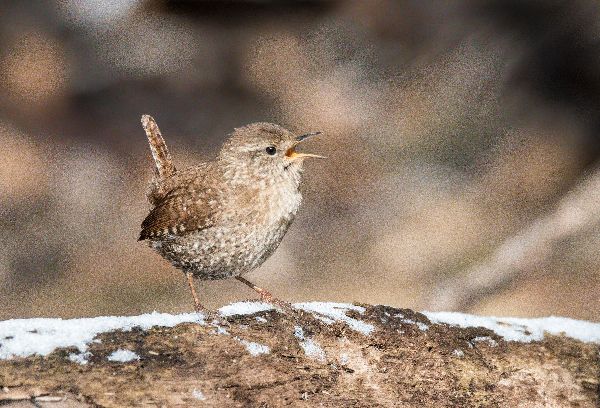 Troglodytes hiemalis image
