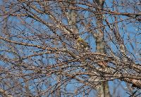Empidonax flaviventris image