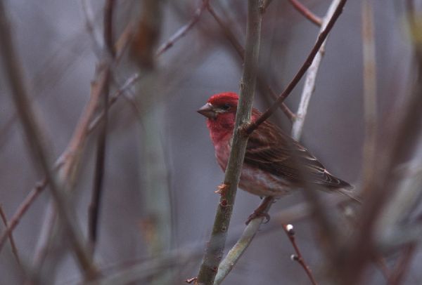 Haemorhous purpureus image