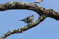 Mniotilta varia image
