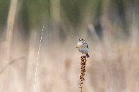 Ammodramus savannarum image