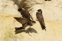 Riparia riparia image