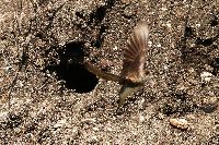 Riparia riparia image