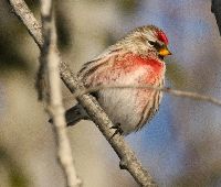 Acanthis flammea image