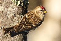 Acanthis flammea image