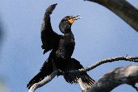 Phalacrocorax auritus image