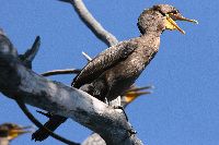 Phalacrocorax auritus image