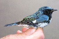 Dendroica caerulescens image