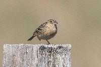 Ammodramus savannarum image