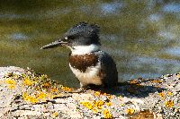 Ceryle alcyon image