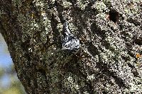 Mniotilta varia image