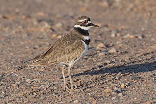 Charadrius vociferus image