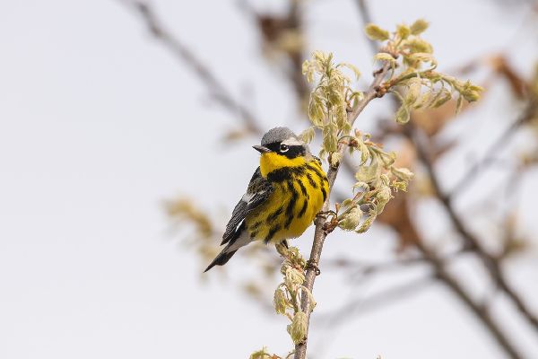 Setophaga magnolia image