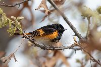 Setophaga ruticilla image
