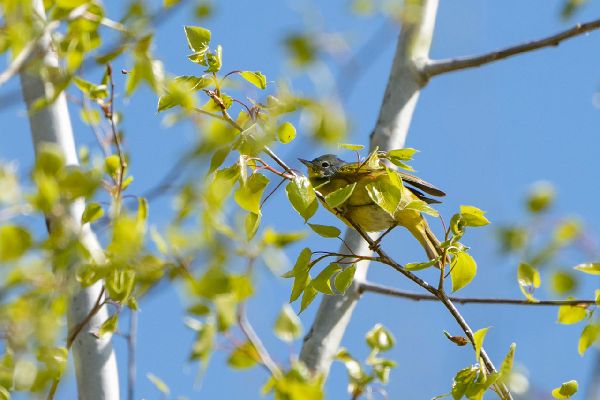 Oreothlypis ruficapilla image