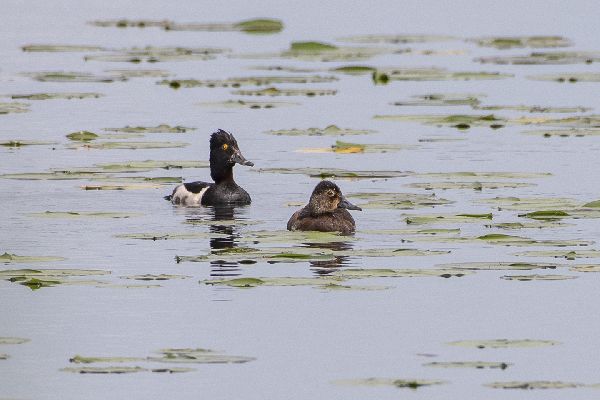 Aythya collaris image
