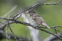 Pheucticus ludovicianus image