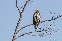 Haliaeetus leucocephalus image