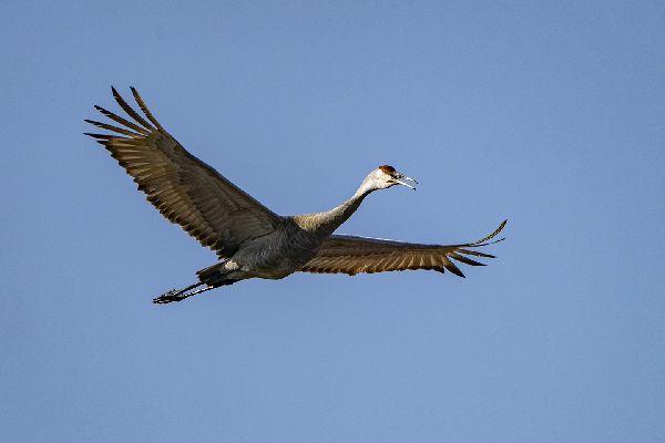 Gruidae image