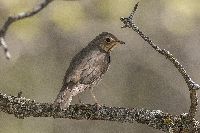 Image of Catharus ustulatus