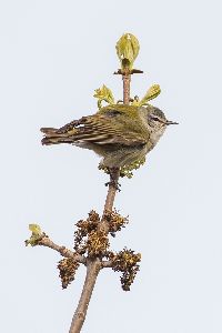 Image of Oreothlypis peregrina