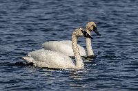 Image of Cygnus buccinator