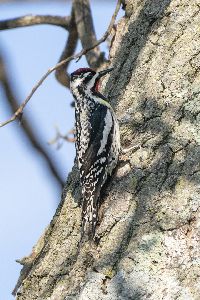 Media resource of Sphyrapicus varius