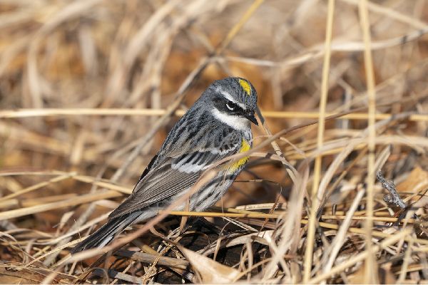 Setophaga coronata image