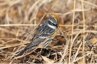 Image of Setophaga coronata