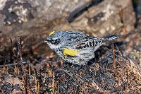 Setophaga coronata image