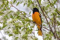 Icterus galbula image
