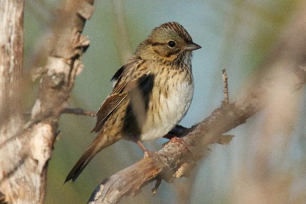 Melospiza lincolnii image