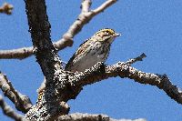 Passerculus sandwichensis image