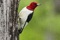 Melanerpes erythrocephalus image