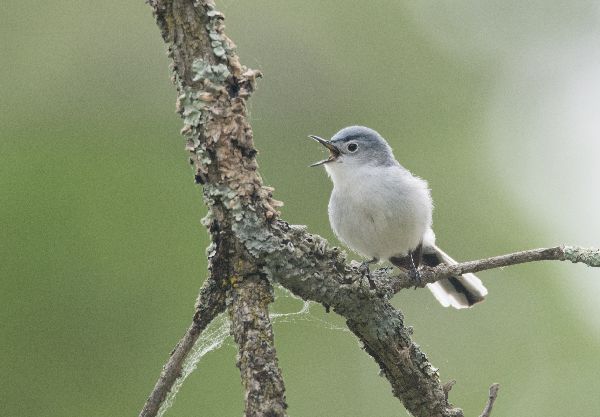 Polioptila caerulea image