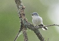 Media resource of Polioptila caerulea