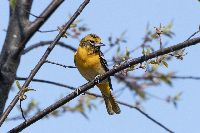 Icterus galbula image