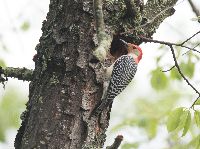 Melanerpes carolinus image