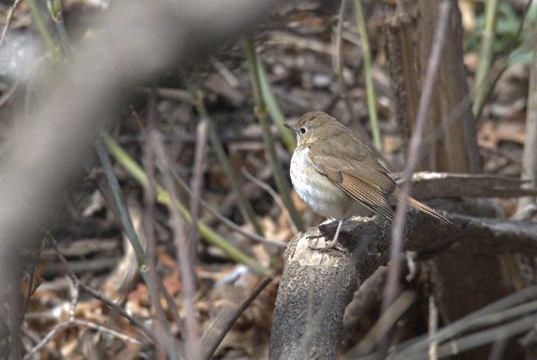 Catharus guttatus image