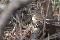Image of Catharus guttatus