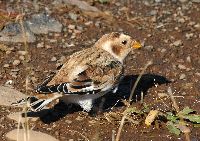 Plectrophenax nivalis image