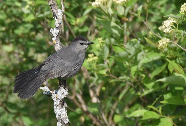 Dumetella carolinensis image