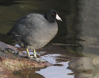 Fulica americana image